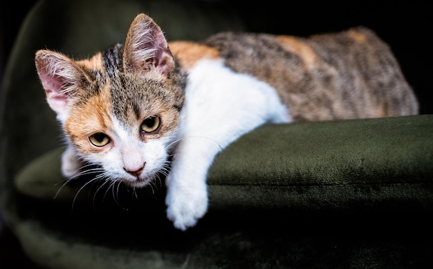 Portret van een schattige kleine kat