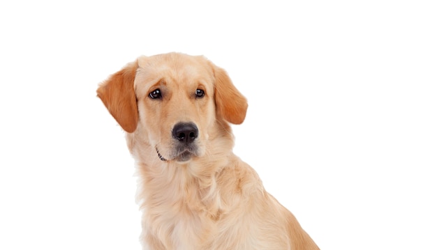 Portret van een schattige laboratoriumhond geïsoleerd op een witte achtergrond