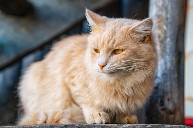 Portret van een schattige pluizige kat op straat