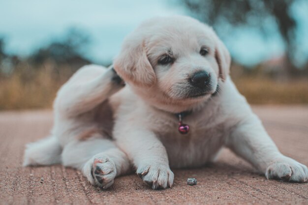 Foto portret van een schattige puppy die zich buiten ontspant