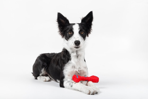 Portret van een schattige puppy hond spelen met een stuk speelgoed bot op witte achtergrond.