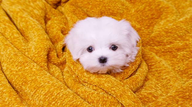 Portret van een schattige puppy van het Maltese ras Een kleine hond op een heldere modieuze achtergrond Een nat huisdier gewikkeld in een handdoek na het baden