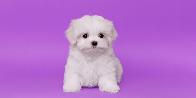 Portret van een schattige puppy van het Maltese ras Een kleine hond op een heldere modieuze achtergrond