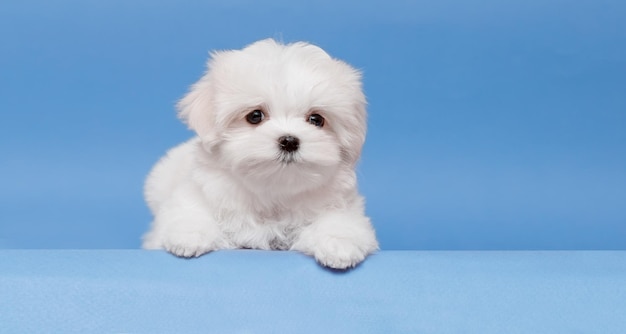 Portret van een schattige puppy van het Maltese ras Een kleine hond op een heldere modieuze achtergrond