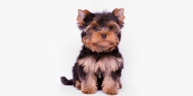 Portret van een schattige puppy van Yorkshire Terrier Een kleine hond op een witte achtergrond