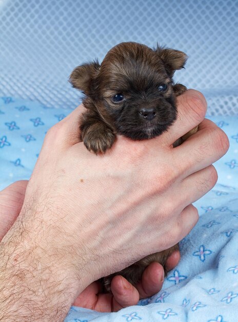 portret van een schattige puurrassige puppy chihuahua in het puppyhome