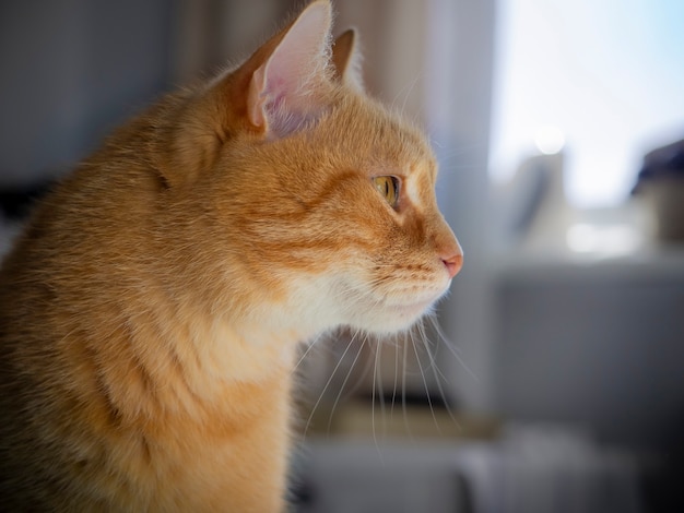 Portret van een schattige rode kat die wegkijkt. Profiel, favoriete huisdieren