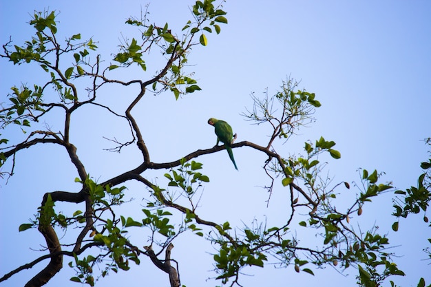 Portret van een schattige rozengeringde parkiet of ook wel bekend als de groene papegaai zittend op de boom