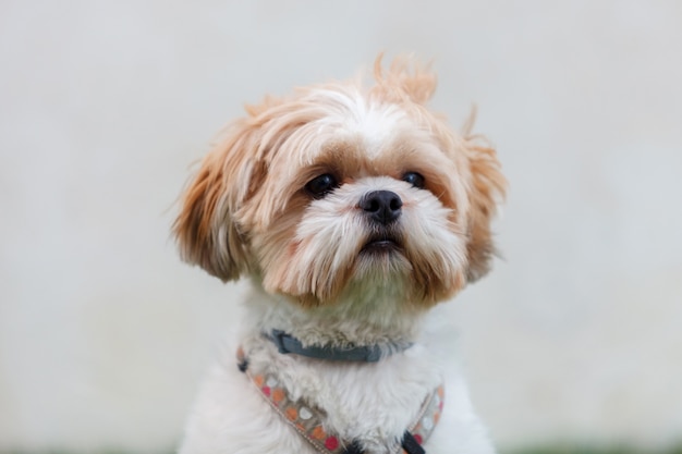 Portret van een schattige Shih-Tzu-hond