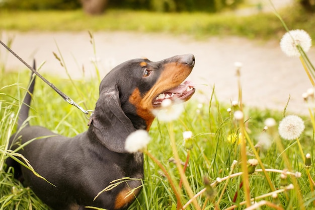 Portret van een schattige teckelhond in een veld met paardebloemen