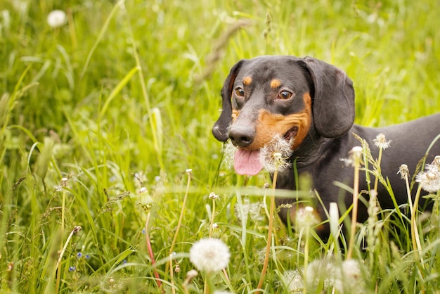 Portret van een schattige teckelhond in een veld met paardebloemen