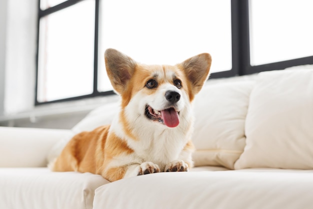 Portret van een schattige vrolijke glimlachende hond van het ras corgi geliefd huisdier in het prachtige huis