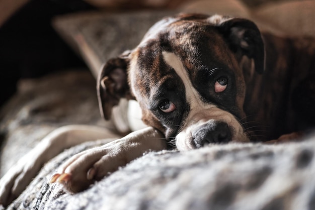 Portret van een schattige vrouwelijke bokserhond