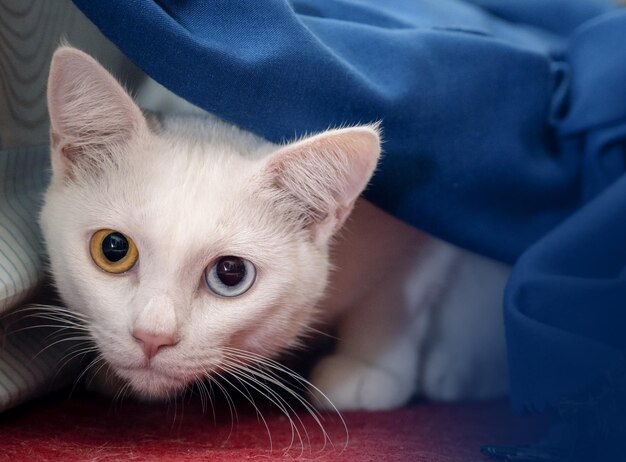 Portret van een schattige witte kat met heterochromia iridis