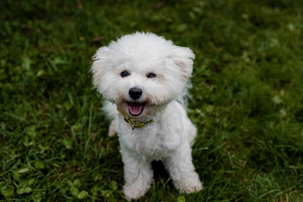 Portret van een schattige witte pluizige bichon frise zittend op groen gras, glimlachend en kijkend naar het frame