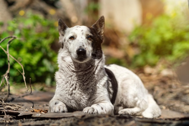 Portret van een schattige zwart-witte gemengde hond ligt in de tuin onder de zon