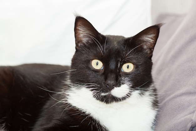 Portret van een schattige zwart-witte langharige kat met gele ogen