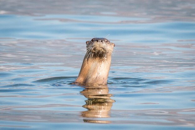 Foto portret van een schildpad in zee