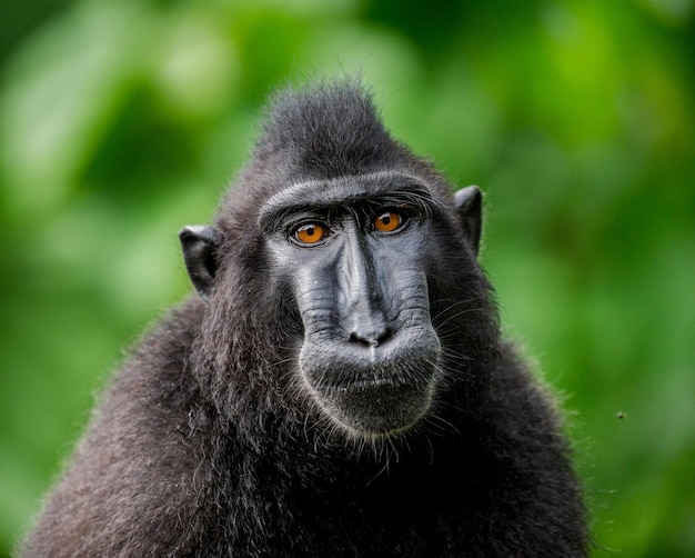 Portret van een сelebes kuifmakaak Close-up Indonesië Sulawesi