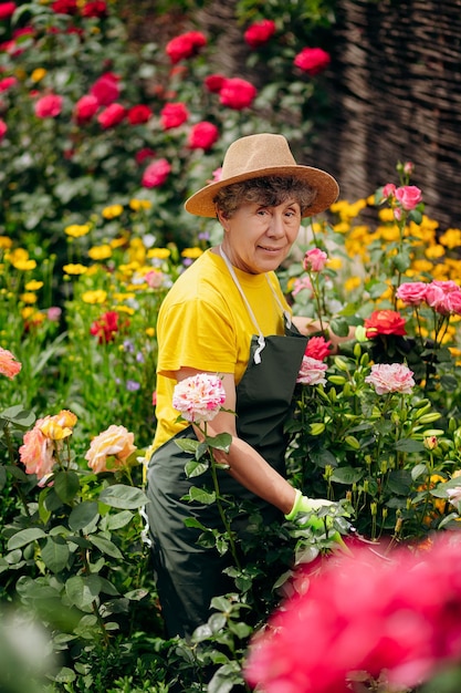 Portret van een Senior vrouw tuinman in een hoed die in haar tuin werkt met rozen Het concept van tuinieren, groeien en zorgen voor bloemen en planten