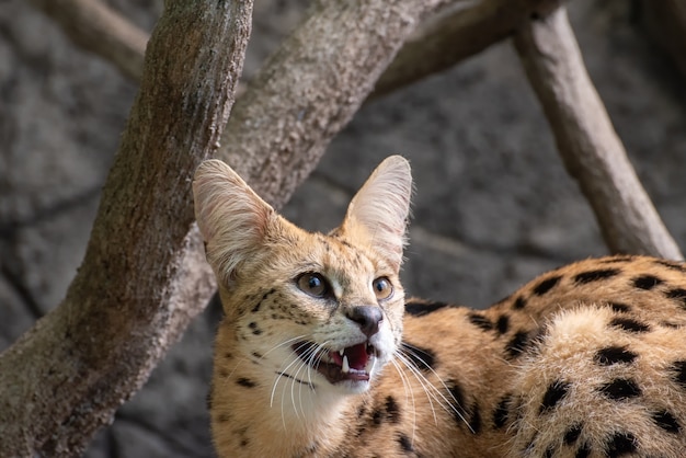 Portret van een serval kat roofdier close-up