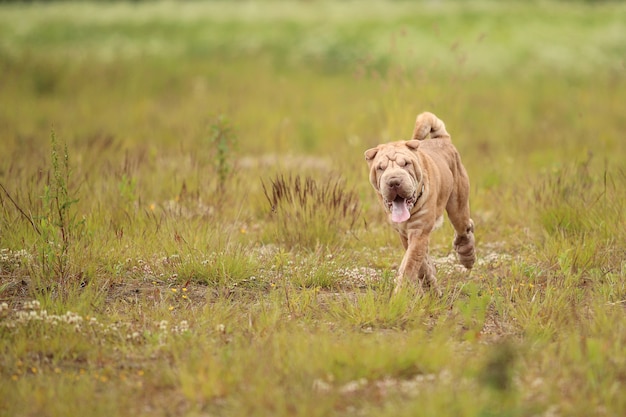 Portret van een Shar pei rashond op een wandeling op een veld