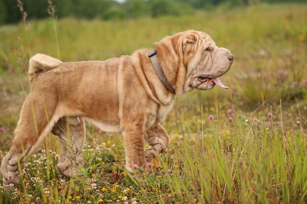 Portret van een Shar-pei rassenhond op een gang in een park