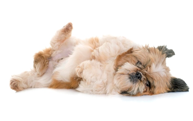Portret van een shih tzu die ontspant tegen een witte achtergrond