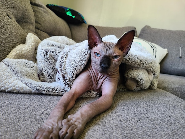 Foto portret van een shynx haarloze kat die thuis op de bank ontspant