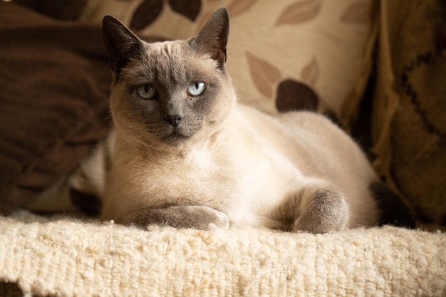 Foto portret van een siamese kat op een beige en bruine bank