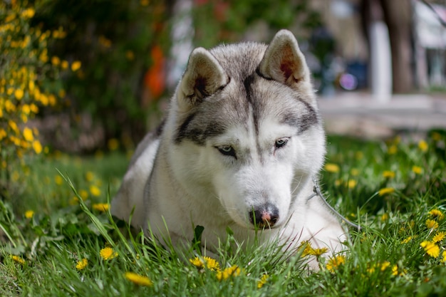 Portret van een Siberische Husky buiten