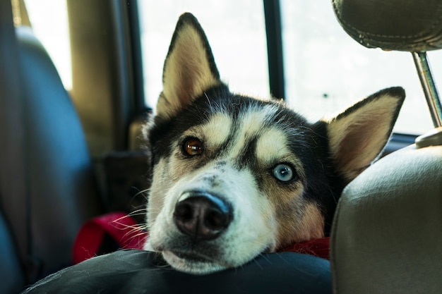 Portret van een Siberische husky hond in een autosalon. lange reis