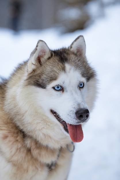 Portret van een Siberische husky op sneeuw