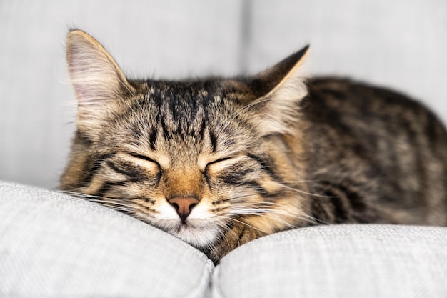 Portret van een slapende gestreepte jonge kat op een grijze bank De kat rust