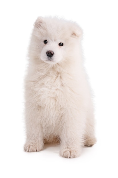 Portret van een Smaoyed-puppy op een witte muur