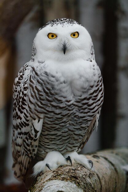 Foto portret van een sneeuwuil op een tak