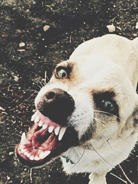 Foto portret van een snurkende hond