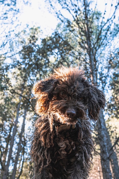 Portret van een Spaanse waterhond