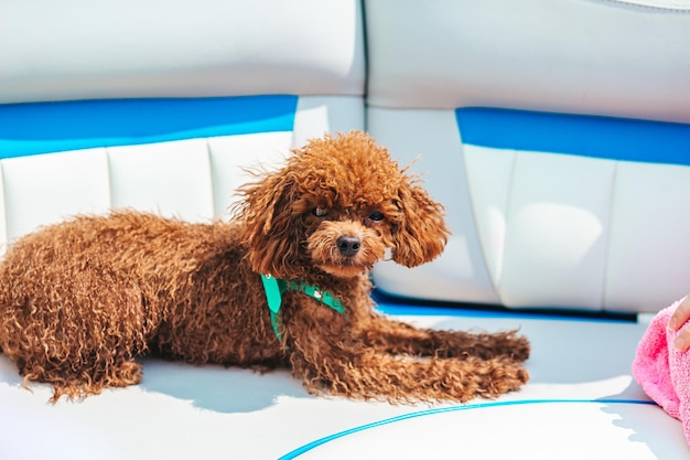 Portret van een speelgoedpoedelpuppy op een zeilboot