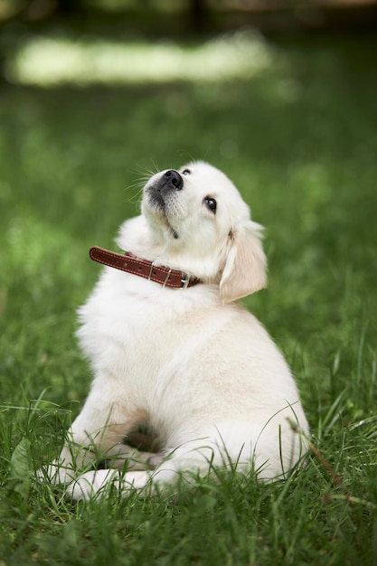 Portret van een speelse puppy van een rasechte golden retriever-hond Retriever-puppy zit in het gras