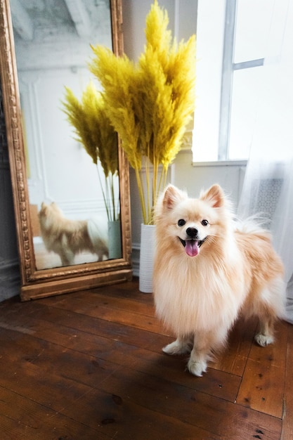 Portret van een Spits-hond in ingerichte interieurstudio