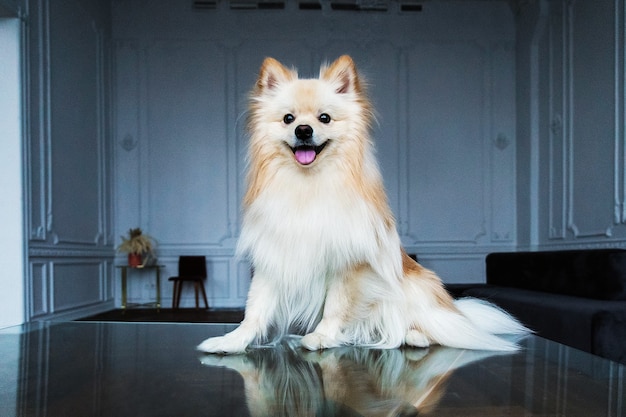 Portret van een Spits-hond in ingerichte interieurstudio