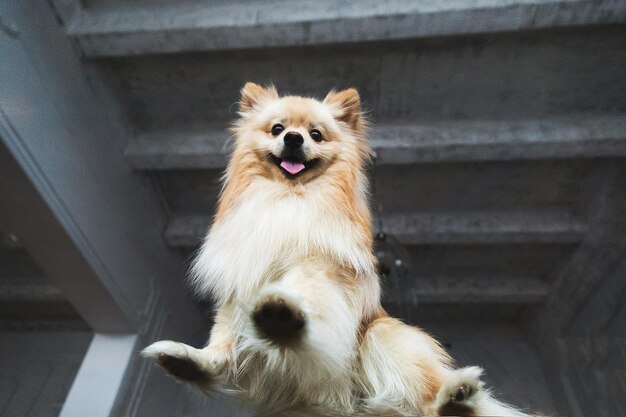 Portret van een Spits-hond in ingerichte interieurstudio