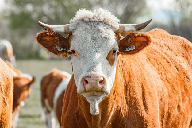 Portret van een stier op het veld