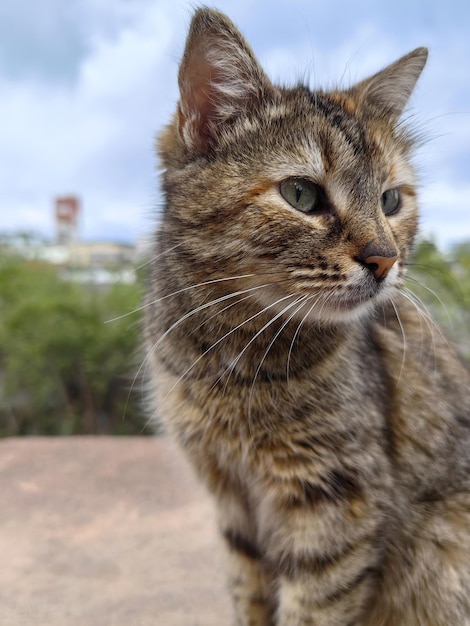 Foto portret van een straatkatje grijze kitten zittend op de stoep close-up