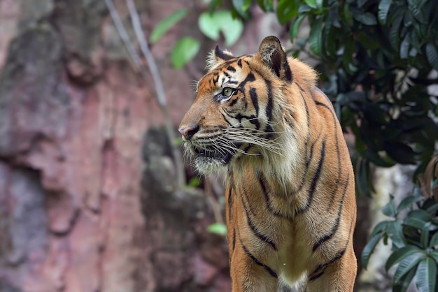 portret van een Sumatraanse tijger