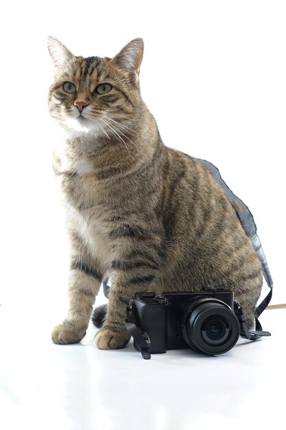 Portret van een tabby kat op een witte achtergrond