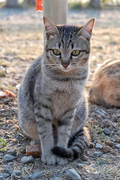 Foto portret van een tabby kat op het veld