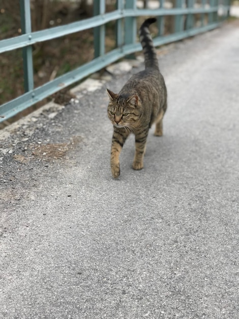 Foto portret van een tabby kat op straat