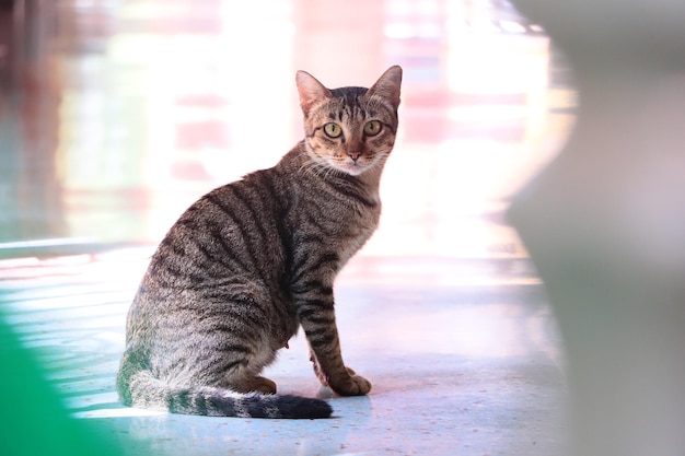 Foto portret van een tabby kat